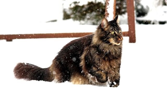 Undvik att utekatten får köldskador på vinter