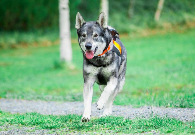 Jämthund som jagar älg.