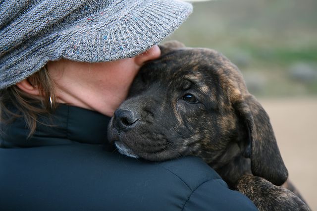 Person kramar sin hund