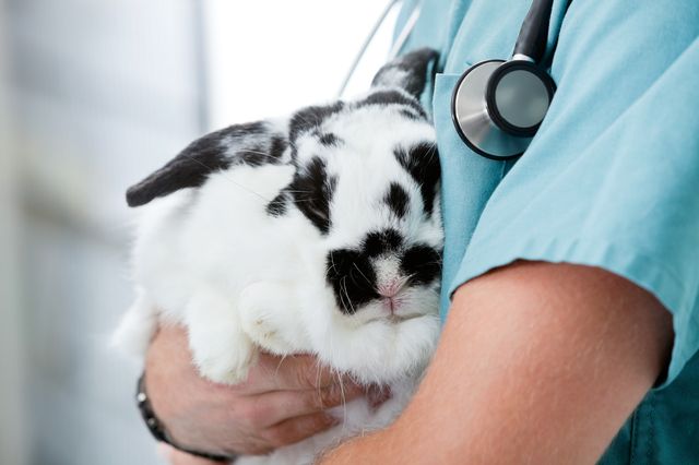 Kanin hos veterinären