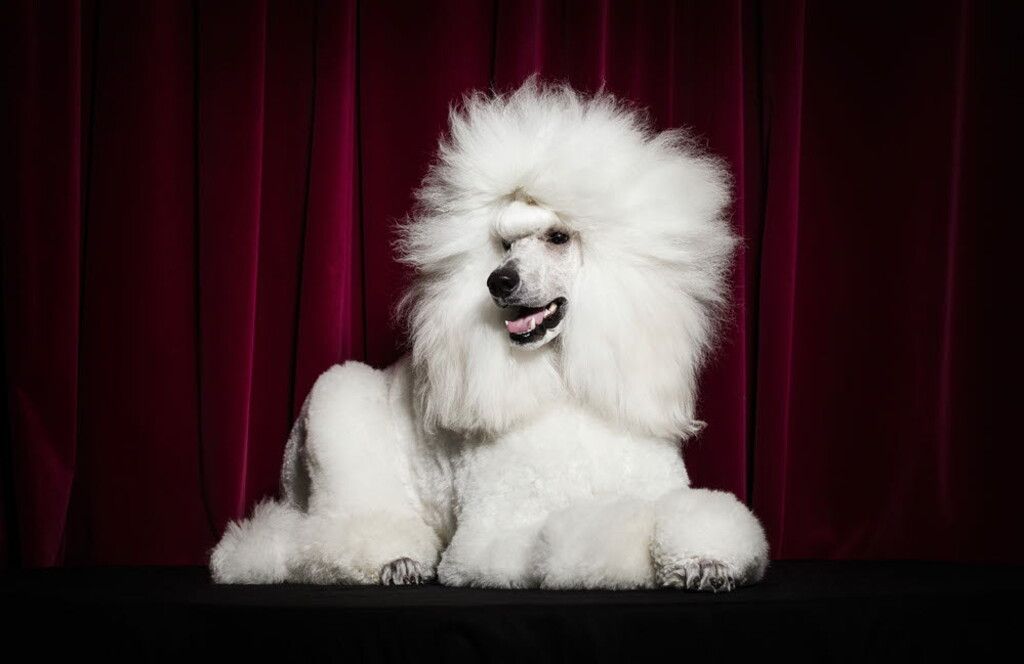 White poodle on a stage