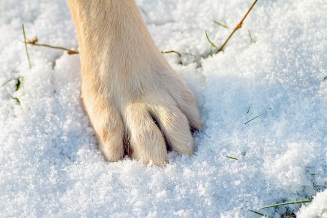 Ta hand om hundens tassar i vinter