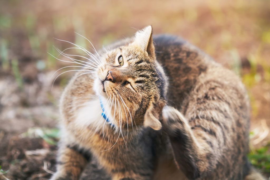 Öroninflammation på katt