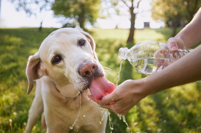 En ljus hund dricker vatten ur en människas hand