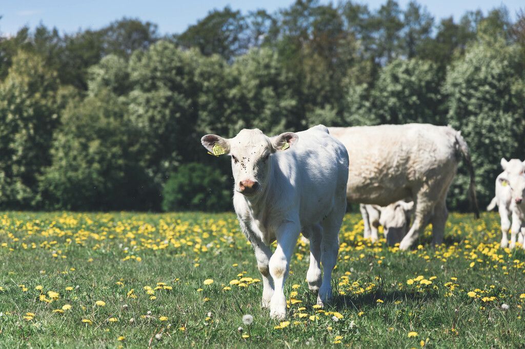 Kalv av rasen charolais på sommarbete.