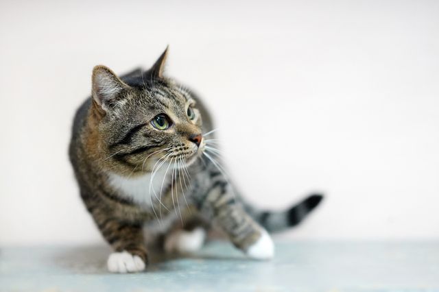 Katt som vinglar till och tappar balansen.