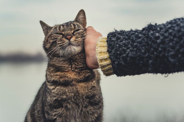 För katter är det livsviktigt med en djurförsäkring