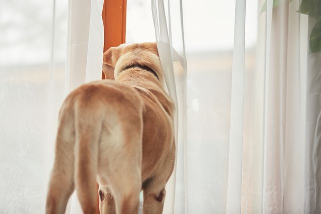 Hund som är ensam hemma tittar ut genom fönstret.