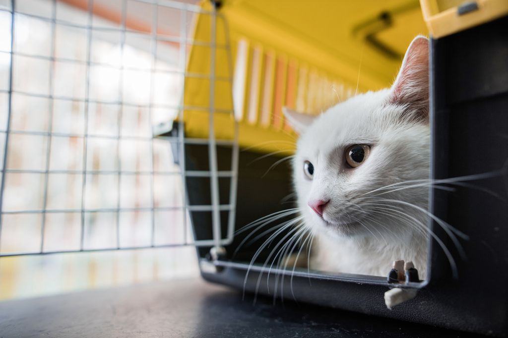 Så får du katten att tycka om transportburen