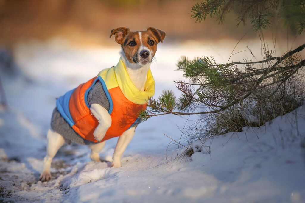  En liten hund med färgglad jacka står i snön