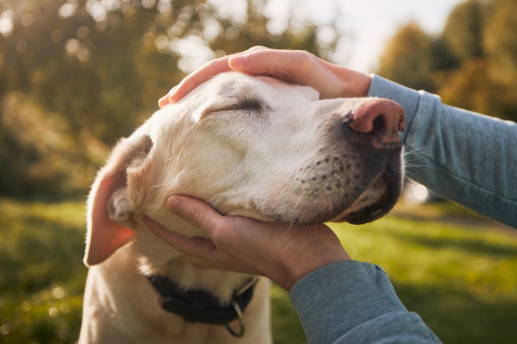 Manen klappar hund på huvudet