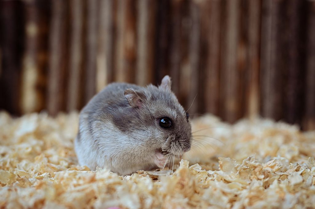 Hamster sitter ihopkurad och äter