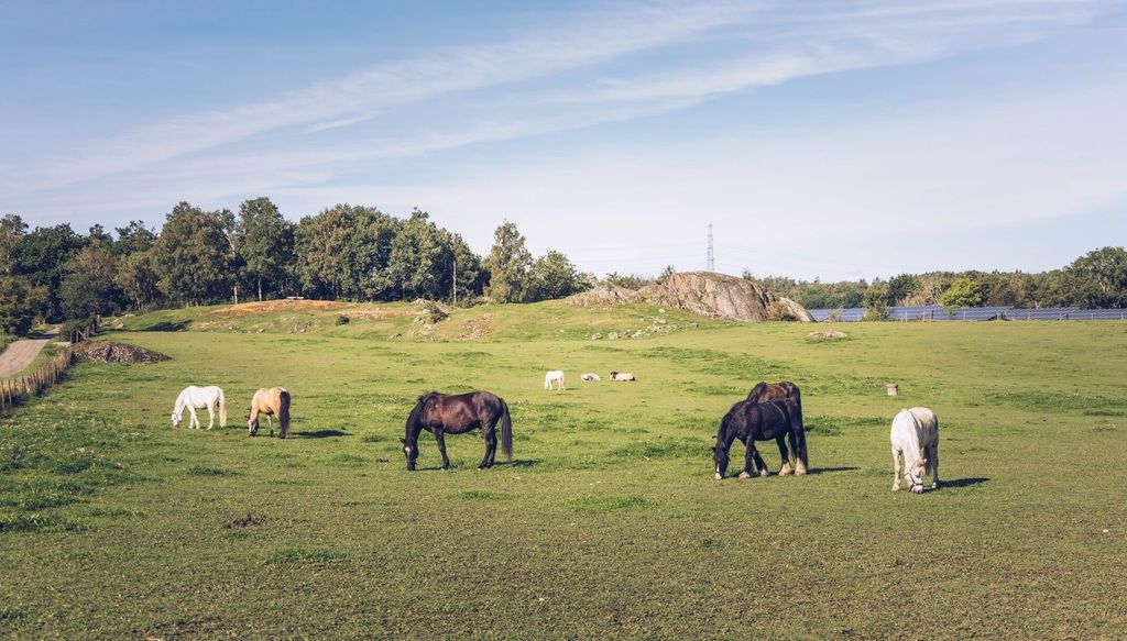 Artros hos häst kan förebyggas genom att låta hästen röra sig fritt i stora hagar med andra hästar.