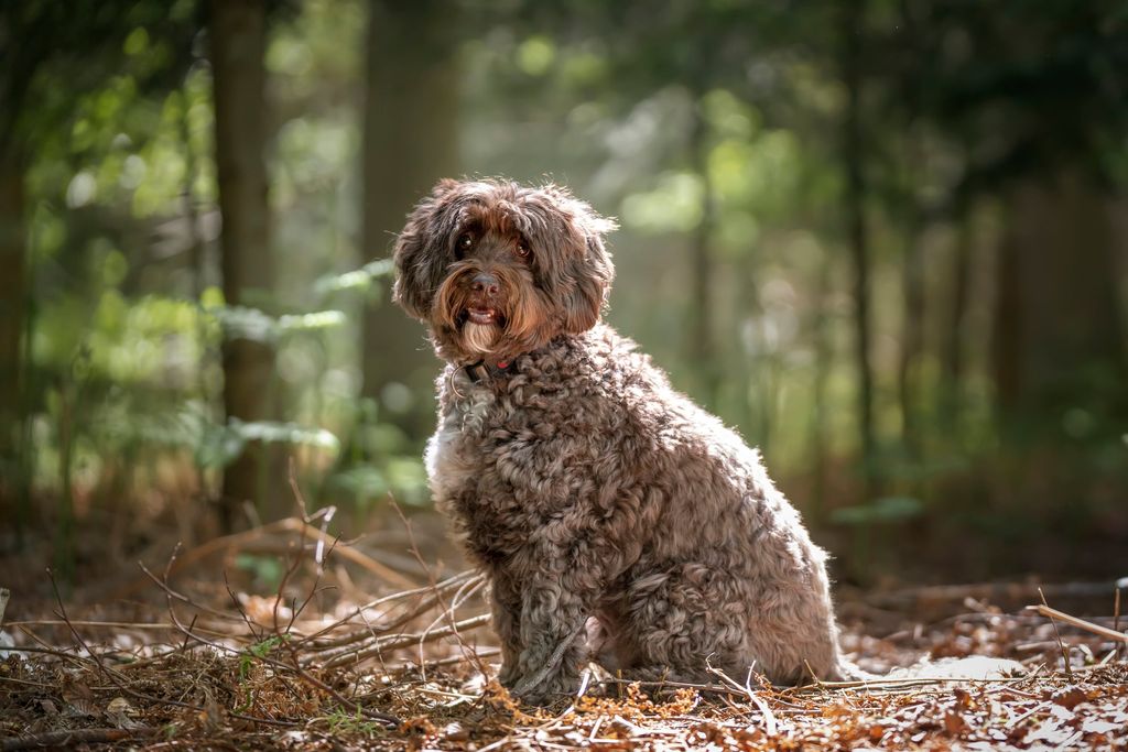 Cockerpoo ute på skogspromenad.