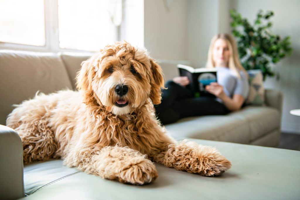 Goldendoodle vilar på soffan.