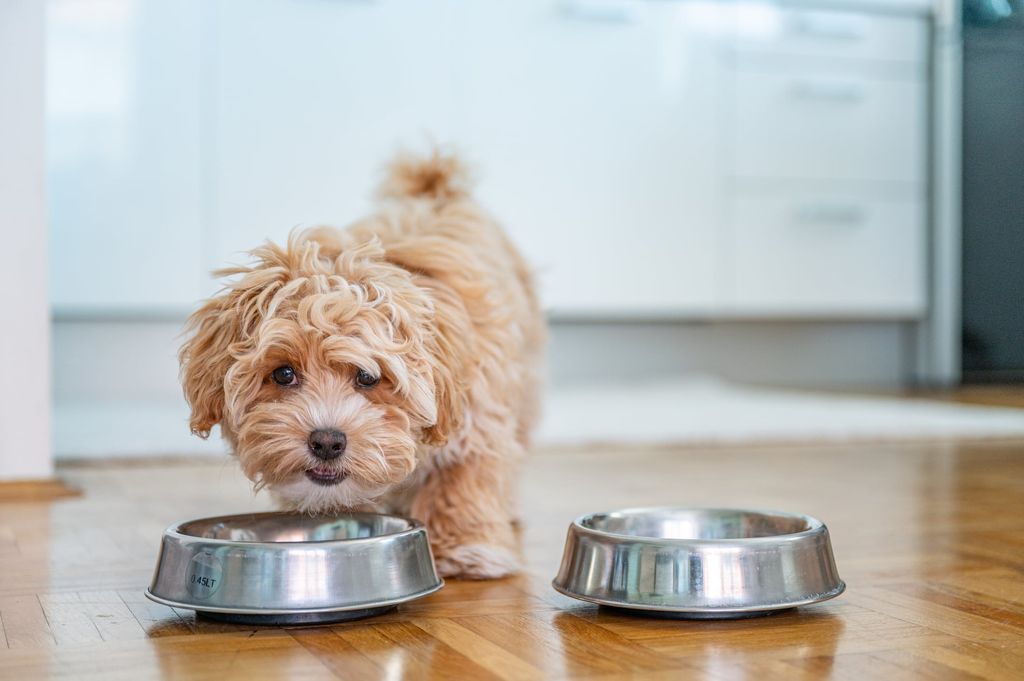 Maltipoo äter mat.