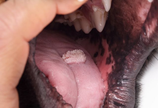 Hund med ett oralat papillom på sin tunga.