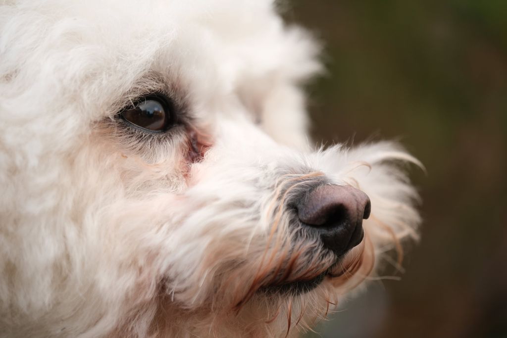 En vit, fluffig hund