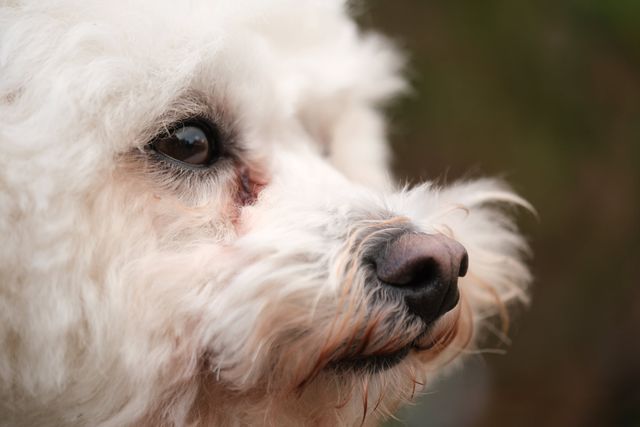 En vit, fluffig hund