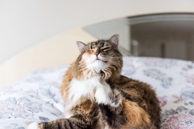Klåda kan vara ett symtomen på allergi hos katt
