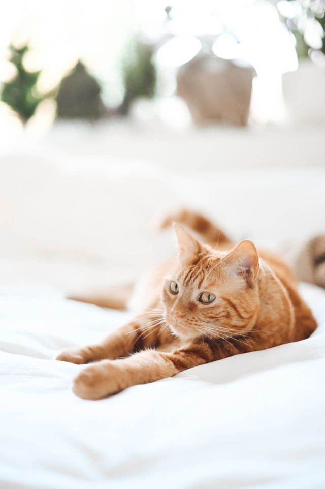Orange katt sträcker på sig.
