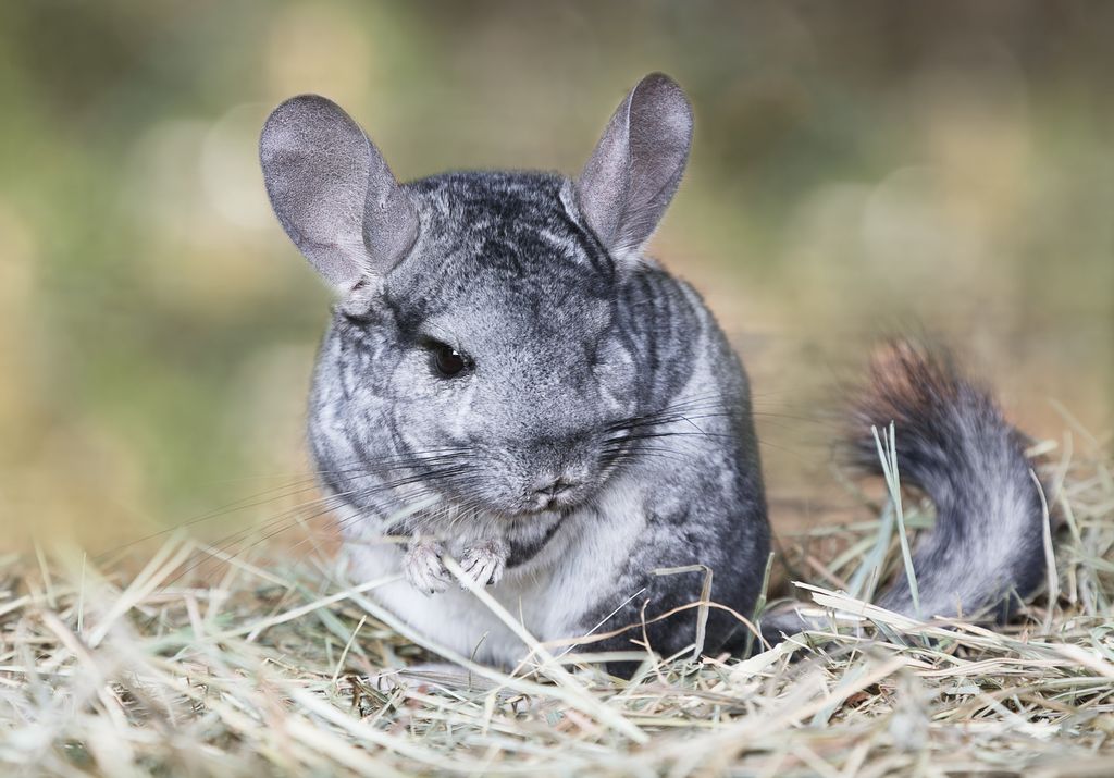 Chinchilla sitter bland halm