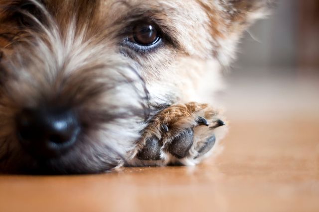 Närbild på en yorkshire terrier som vilar på golvet med huvudet lutat mot sin tass.
