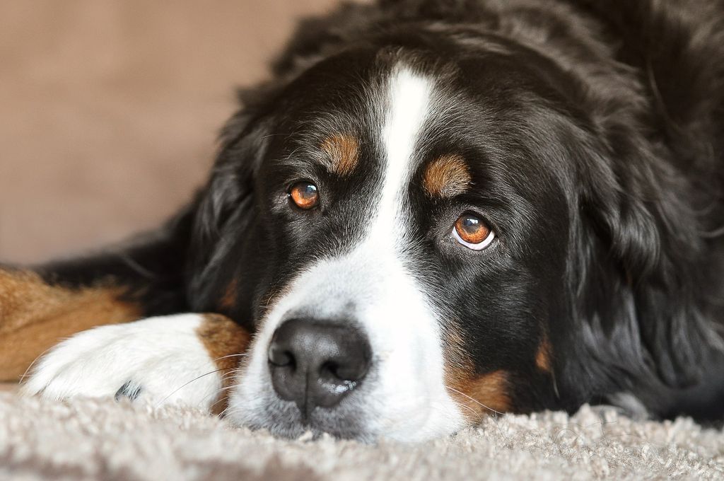 En hund hund ligger ner och ser lite trött eller sorgsen ut