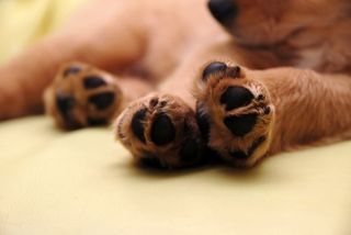 Närbild på tre hundtassar.