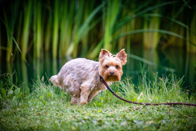 En hund som bajsar utanhus
