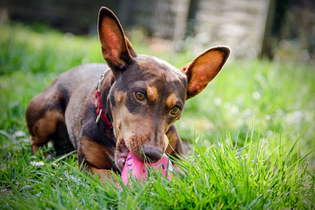  En hund ligger på gräset och tuggar på en rosa leksak.