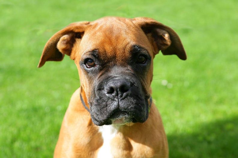 Boxervalp sitter på grön gräsmatta.