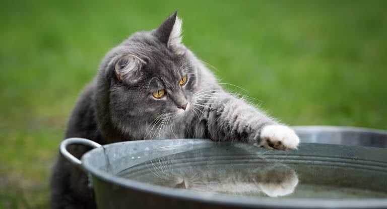 Katten rör vattnet i stor skål med tassen