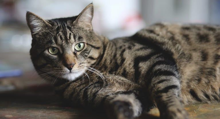 En tigrerad katt ligger ner och tittar mot kameran