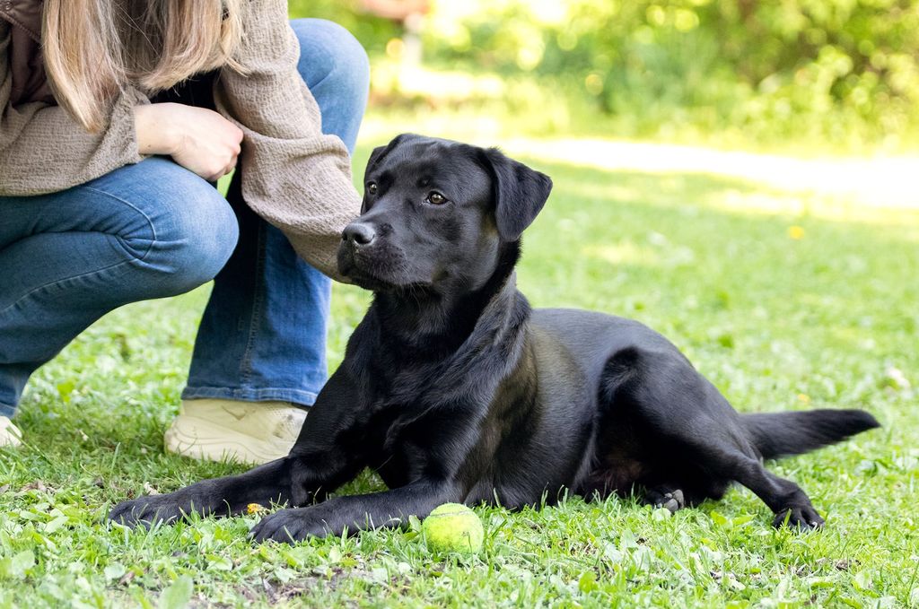 En svart hund ligger på gräset bredvid en person och en boll