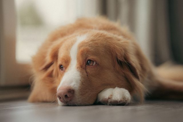 hunden ligger på golvet