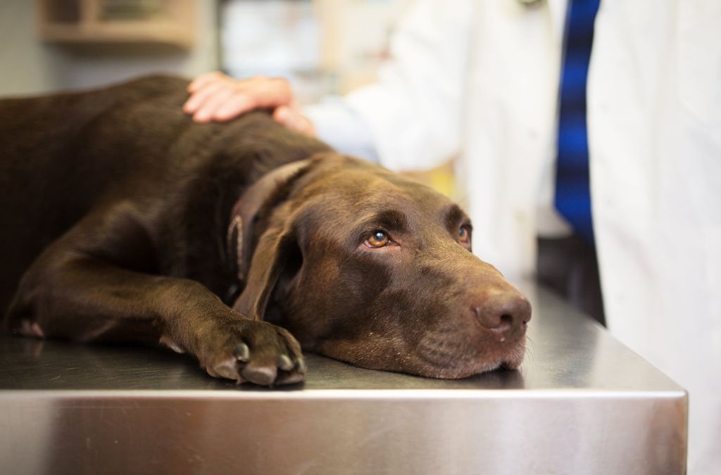 Hunden ligger på veterinärbordet 