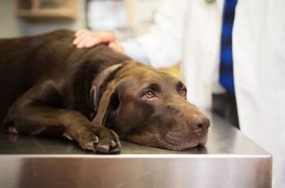 Hunden ligger på veterinärbordet 