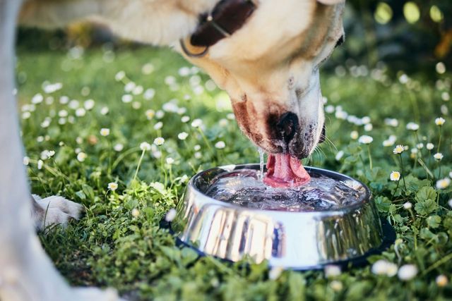 Hund dricker vatten