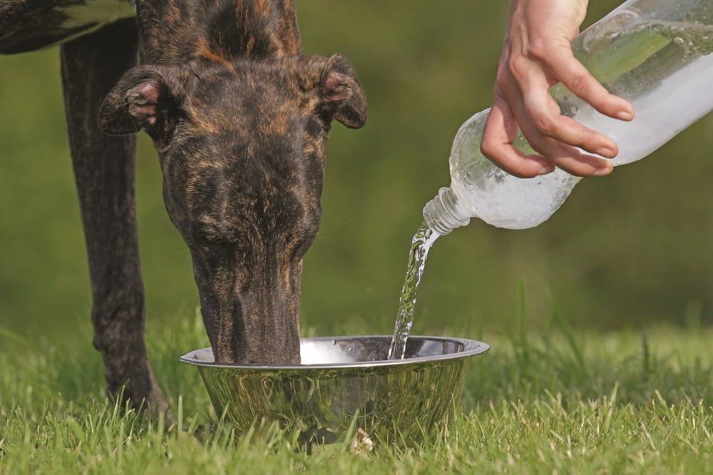  En hund dricker vatten ur en skål samtidigt som någon häller upp mer vatten från en flaska.
