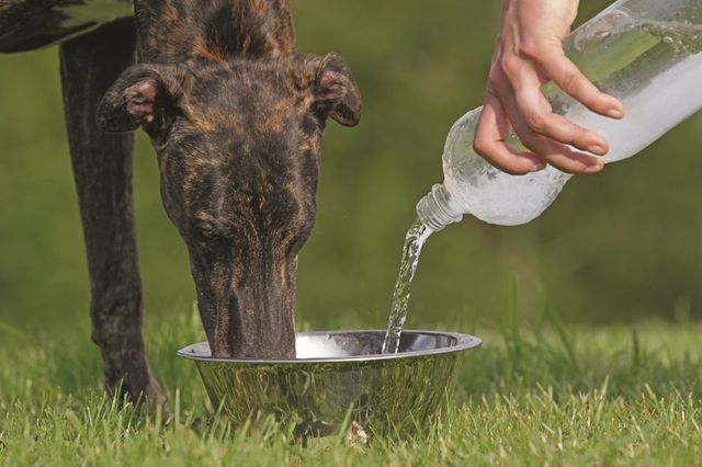  En hund dricker vatten ur en skål samtidigt som någon häller upp mer vatten från en flaska.