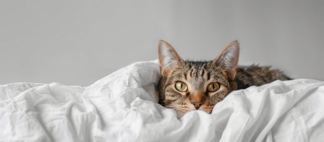 Katt med bukspottkörtelinflammation kan dra sig undan mer än vanligt.