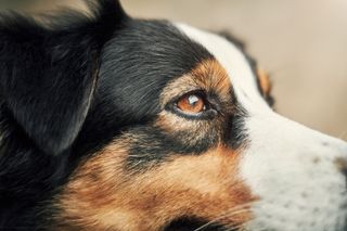 Närbild på en hund