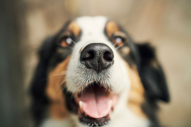 Nos på hund