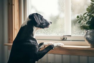 Hund som är ensam hemma tittar ut genom fönstret.