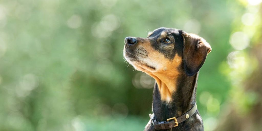 Hund sitter utomhus och tittar uppåt