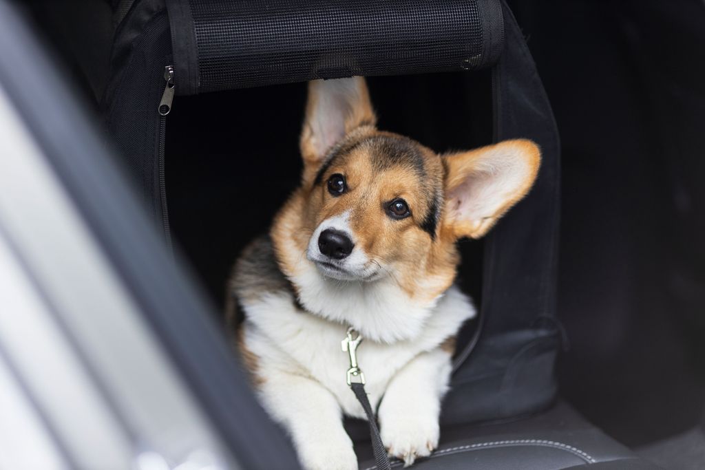  En hund sitter i baksätet på en bil