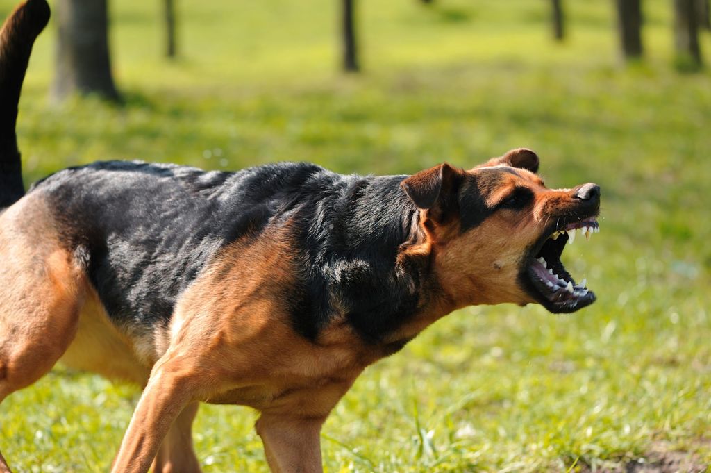 Aggressiv hund som skäller och reser ragg