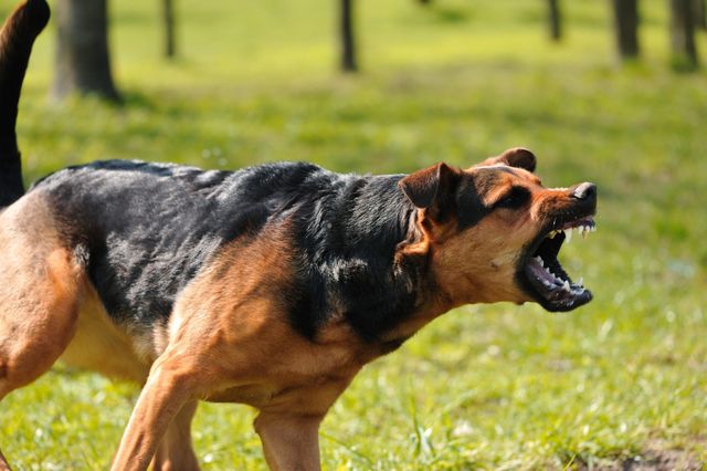 Aggressiv hund som skäller och reser ragg