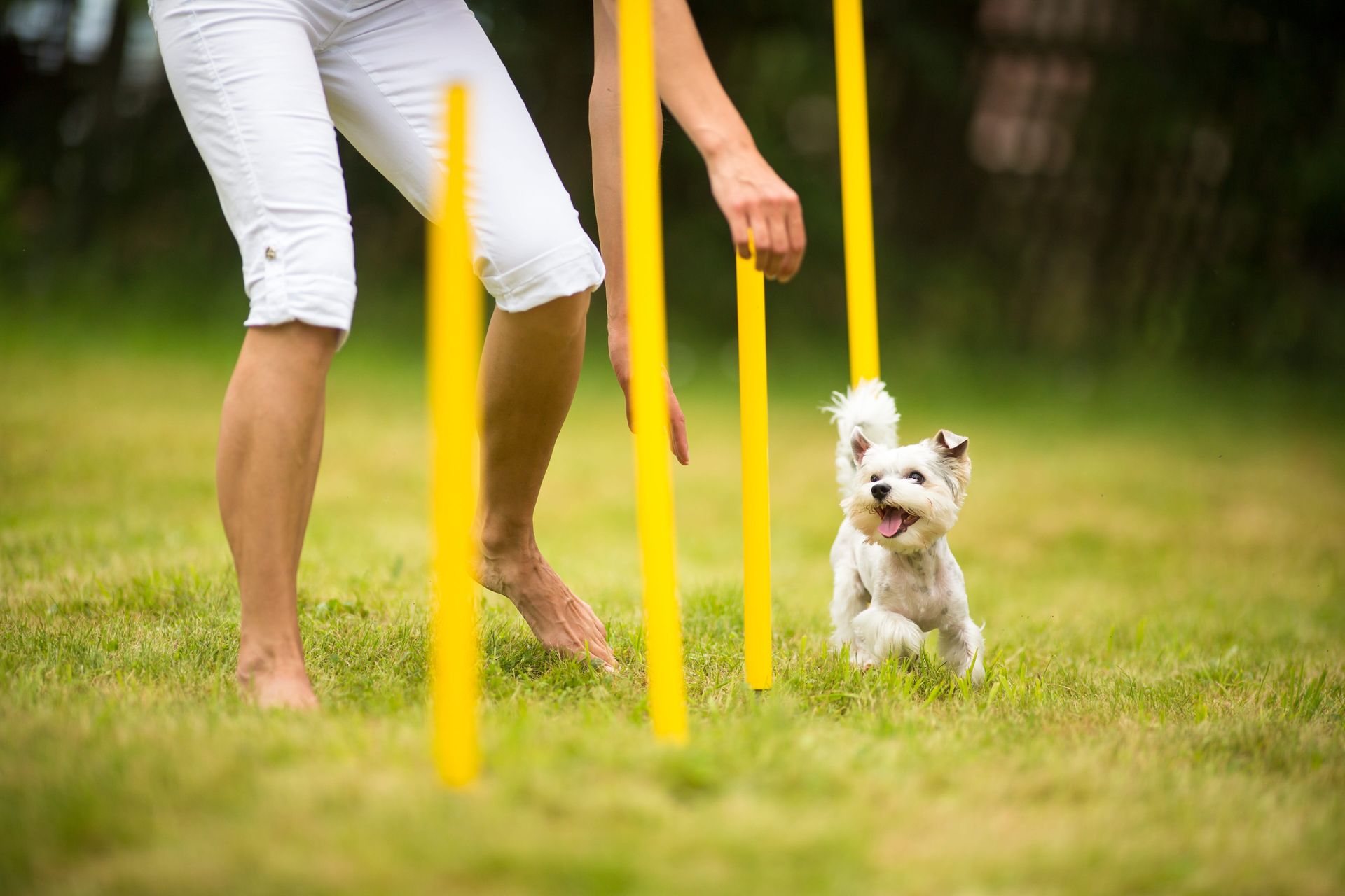 Agria liv och användbarhet för din hund.